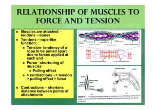 Forces and Newton\'s Laws