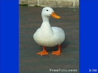 Question Number Five B B 500 