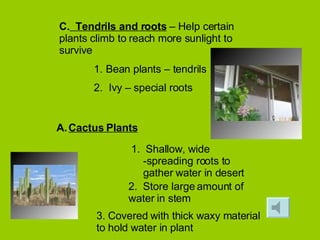 C. Tendrils and roots – Help certain plants climb to reach more sunlight to survive Bean plants – tendrils Ivy – special roots Cactus Plants 1. Shallow, wide -spreading roots to gather water in desert 2. Store large amount of water in stem 3. Covered with thick waxy material to hold water in plant