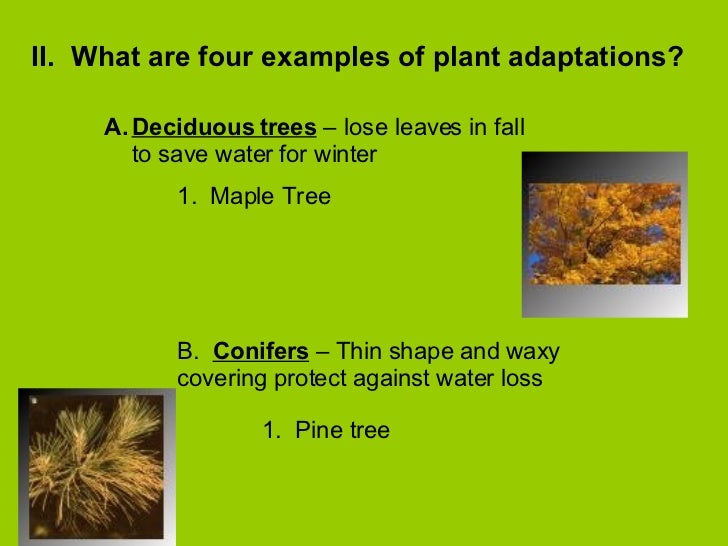 what are 2 plant adaptations