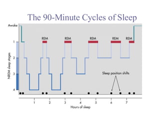 The 90-Minute Cycles of Sleep 
