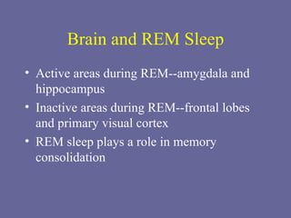 Brain and REM Sleep Active areas during REM--amygdala and hippocampus Inactive areas during REM--frontal lobes and primary visual cortex REM sleep plays a role in memory consolidation 