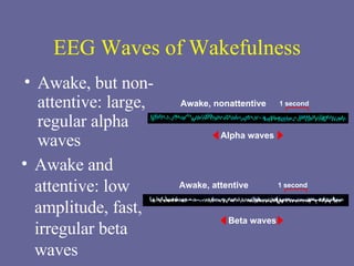 EEG Waves of Wakefulness Awake, but non-attentive: large, regular alpha waves Awake and attentive: low amplitude, fast, irregular beta waves 1 second Alpha waves Awake, nonattentive 1 second Beta waves Awake, attentive 
