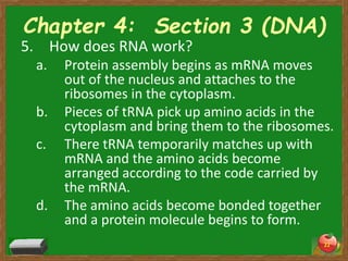 Chapter 4 section 3 (dna) | PPTX