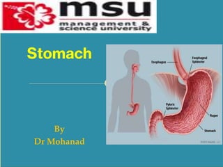 By
Dr Mohanad
Stomach
 