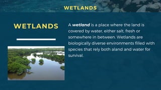 WETLANDS A wetland is a place where the land is
covered by water, either salt, fresh or
somewhere in between. Wetlands are
biologically diverse environments filled with
species that rely both aland and water for
survival.
WETLANDS
 