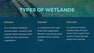 TYPES OF WETLANDS
SWAMP
is a wetland with lush
trees and vegetation
found in low-lying areas
besides slow-moving
rivers.
ESTUARY
Is a partly enclosed
coastal body of water
where fresh water from
stream meets the salt
water from the sea.
MARSH
It is a shallow wetland
around lakes, streams, and
oceans where grasses and
reeds are the dominant
vegetation.
 
