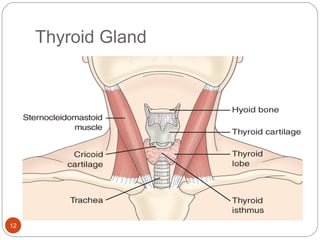 Thyroid Gland
12
 