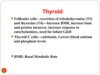 Thyroid
Follicular cells—excretion of triiodothyronine (T3)
and thyroxine (T4)—Increase BMR, increase bone
and protien turnover, increase response to
catecholamines, need for infant G&D
Thyroid C cells—calcitonin. Lowers blood calcium
and phosphate levels
BMR: Basal Metabolic Rate
14
 