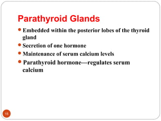 Parathyroid Glands
Embedded within the posterior lobes of the thyroid
gland
Secretion of one hormone
Maintenance of serum calcium levels
Parathyroid hormone—regulates serum
calcium
15
 