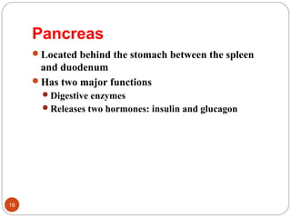 Pancreas
Located behind the stomach between the spleen
and duodenum
Has two major functions
Digestive enzymes
Releases two hormones: insulin and glucagon
16
 