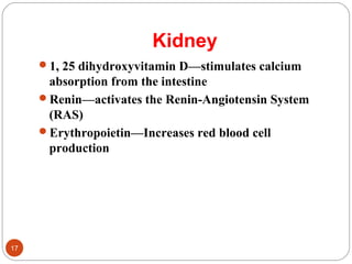 Kidney
1, 25 dihydroxyvitamin D—stimulates calcium
absorption from the intestine
Renin—activates the Renin-Angiotensin System
(RAS)
Erythropoietin—Increases red blood cell
production
17
 