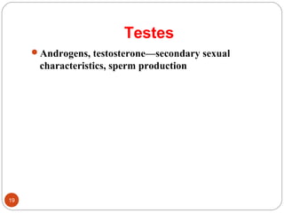 Testes
Androgens, testosterone—secondary sexual
characteristics, sperm production
19
 