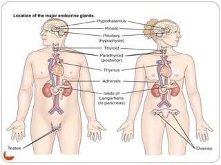 Location of the major endocrine glands.
3
 