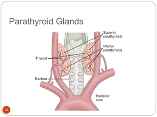 Parathyroid Glands
53
 