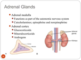Adrenal Glands
Adrenal medulla
Functions as part of the autonomic nervous system
Catecholamines; epinephrine and norepinephrine
Adrenal cortex
Glucocorticoids
Mineralocorticoids
Androgens
58
 