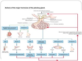 Actions of the major hormones of the pituitary gland.
7
 