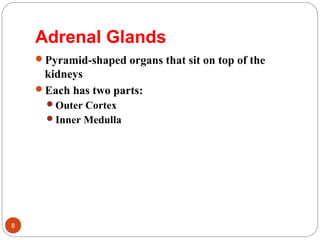 Adrenal Glands
Pyramid-shaped organs that sit on top of the
kidneys
Each has two parts:
Outer Cortex
Inner Medulla
8
 