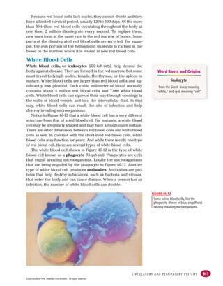 941
C I R C U L AT O R Y A N D R E S P I R AT O R Y S Y S T E M S
Because red blood cells lack nuclei, they cannot divide and they
have a limited survival period, usually 120 to 130 days. Of the more
than 30 trillion red blood cells circulating throughout the body at
one time, 2 million disintegrate every second. To replace them,
new ones form at the same rate in the red marrow of bones. Some
parts of the disintegrated red blood cells are recycled. For exam-
ple, the iron portion of the hemoglobin molecule is carried in the
blood to the marrow, where it is reused in new red blood cells.
White Blood Cells
White blood cells, or leukocytes (LOO-kuh-siets), help defend the
body against disease. They are formed in the red marrow, but some
must travel to lymph nodes, tonsils, the thymus, or the spleen to
mature. White blood cells are larger than red blood cells and sig-
nificantly less plentiful. Each cubic millimeter of blood normally
contains about 4 million red blood cells and 7,000 white blood
cells. White blood cells can squeeze their way through openings in
the walls of blood vessels and into the intercellular fluid. In that
way, white blood cells can reach the site of infection and help
destroy invading microorganisms.
Notice in Figure 46-12 that a white blood cell has a very different
structure from that of a red blood cell. For instance, a white blood
cell may be irregularly shaped and may have a rough outer surface.
There are other differences between red blood cells and white blood
cells as well. In contrast with the short-lived red blood cells, white
blood cells may function for years. And while there is only one type
of red blood cell, there are several types of white blood cells.
The white blood cell shown in Figure 46-12 is the type of white
blood cell known as a phagocyte (FA-guh-siet). Phagocytes are cells
that engulf invading microorganisms. Locate the microorganisms
that are being engulfed by the phagocyte in Figure 46-12. Another
type of white blood cell produces antibodies. Antibodies are pro-
teins that help destroy substances, such as bacteria and viruses,
that enter the body and can cause disease. When a person has an
infection, the number of white blood cells can double.
leukocyte
from the Greek leuco, meaning
“white,” and cyte, meaning “cell”
Word Roots and Origins
Some white blood cells, like the
phagocyte shown in blue, engulf and
destroy invading microorganisms.
FIGURE 46-12
Copyright © by Holt, Rinehart and Winston. All rights reserved.
 