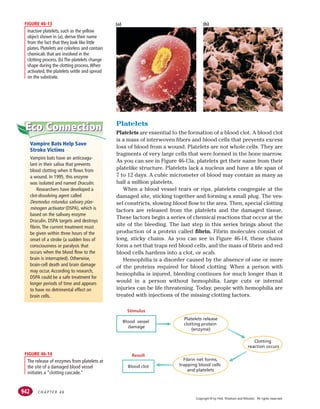 C H A P T E R 4 6
942
(a) (b)
Inactive platelets, such as the yellow
object shown in (a), derive their name
from the fact that they look like little
plates. Platelets are colorless and contain
chemicals that are involved in the
clotting process. (b) The platelets change
shape during the clotting process.When
activated, the platelets settle and spread
on the substrate.
FIGURE 46-13
Platelets release
clotting protein
(enzyme)
Fibrin net forms,
trapping blood cells
and platelets
Clotting
reaction occurs
Blood vessel
damage
Stimulus
Blood clot
Result
The release of enzymes from platelets at
the site of a damaged blood vessel
initiates a “clotting cascade.”
FIGURE 46-14
Platelets
Platelets are essential to the formation of a blood clot. A blood clot
is a mass of interwoven fibers and blood cells that prevents excess
loss of blood from a wound. Platelets are not whole cells. They are
fragments of very large cells that were formed in the bone marrow.
As you can see in Figure 46-13a, platelets get their name from their
platelike structure. Platelets lack a nucleus and have a life span of
7 to 12 days. A cubic micrometer of blood may contain as many as
half a million platelets.
When a blood vessel tears or rips, platelets congregate at the
damaged site, sticking together and forming a small plug. The ves-
sel constricts, slowing blood flow to the area. Then, special clotting
factors are released from the platelets and the damaged tissue.
These factors begin a series of chemical reactions that occur at the
site of the bleeding. The last step in this series brings about the
production of a protein called fibrin. Fibrin molecules consist of
long, sticky chains. As you can see in Figure 46-14, these chains
form a net that traps red blood cells, and the mass of fibrin and red
blood cells hardens into a clot, or scab.
Hemophilia is a disorder caused by the absence of one or more
of the proteins required for blood clotting. When a person with
hemophilia is injured, bleeding continues for much longer than it
would in a person without hemophilia. Large cuts or internal
injuries can be life threatening. Today, people with hemophilia are
treated with injections of the missing clotting factors.
Connection
Connection
Eco
Eco
Eco
Vampire Bats Help Save
Stroke Victims
Vampire bats have an anticoagu-
lant in their saliva that prevents
blood clotting when it flows from
a wound. In 1995, this enzyme
was isolated and named Draculin.
Researchers have developed a
clot-dissolving agent called
Desmodus rotundus salivary plas-
minogen activator (DSPA), which is
based on the salivary enzyme
Draculin. DSPA targets and destroys
fibrin. The current treatment must
be given within three hours of the
onset of a stroke (a sudden loss of
consciousness or paralysis that
occurs when the blood flow to the
brain is interrupted). Otherwise,
brain-cell death and brain damage
may occur. According to research,
DSPA could be a safe treatment for
longer periods of time and appears
to have no detrimental effect on
brain cells.
Copyright © by Holt, Rinehart and Winston. All rights reserved.
 