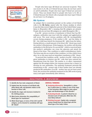 C H A P T E R 4 6
944
People who have type AB blood are universal recipients. They
can receive A, B, AB, or O blood because they do not have anti-A
or anti-B antibodies. People who have type O blood are universal
donors. They can donate blood to people who have A, B, AB, or
O blood because the blood cells of people who have type O blood
do not have A or B antigens.
Rh System
An antigen that is sometimes present on the surface of red blood
cells is the Rh factor, named after the rhesus monkey in which
it was first discovered. Eighty-five percent of the United States’ popu-
lation is Rh-positive (Rh!), meaning that Rh antigens are present.
People who do not have Rh antigens are called Rh-negative (Rh").
If an Rh" person receives a transfusion of blood that has Rh!
antigens, antibodies may react with the antigen and agglutination
will occur. The most serious problem with Rh incompatibility
occurs during pregnancy. If the mother is Rh" and the father is
Rh!, the child may inherit the dominant Rh! allele from the father.
During delivery, a small amount of the fetus’s Rh! blood may reach
the mother’s bloodstream. If this happens, the mother will develop
antibodies to the Rh factor. If a second Rh! child is conceived later,
the mother’s antibodies can cross the placenta and attack the
blood of the fetus. This condition is called erythroblastosis fetalis.
The fetus may die as a result of this condition, or if the child is born
alive, he or she may need an immediate transfusion of Rh! blood.
To prevent this condition, an Rh" mother of an Rh! child can be
given antibodies to destroy any Rh! cells that have entered her
bloodstream from the fetus. The mother is, in effect, immunized
against the Rh antigen before her immune system has a chance to
develop its own antibodies. The antibody treatment prevents Rh
sensitization in Rh" women only if their bodies have not already
produced Rh antibodies. If an Rh" mother has not yet been sensi-
tized, she receives the antibody treatment in the 28th week of preg-
nancy and again immediately after delivery.
1. Identify the four main components of blood.
2. Explain how the structure of red blood cells,
white blood cells, and platelets relates to the
function of these cells.
3. Identify the stages and structures involved in
the clotting process.
4. What factors determine the compatibility of
blood types for transfusion?
5. Which blood types, in terms of the A-B-O and Rh
antigens, can be donated to somebody with type
AB– blood?
CRITICAL THINKING
6. Analyzing Information Hemophilia is a disor-
der in which there is a failure in one of the steps
of clot formation. What might be some advan-
tages and disadvantages of this disorder?
7. Evaluating Results A patient’s blood has an
elevated count of leukocytes. What does this
most likely indicate?
8. Relating Concepts Explain why a pregnant
woman should know her blood type and the
blood type of her baby’s father.
SECTION 2 REVIEW
www.scilinks.org
Topic: Blood Types
Keyword: HM60179
Copyright © by Holt, Rinehart and Winston. All rights reserved.
 