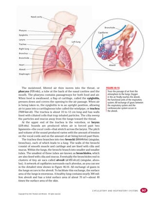 947
C I R C U L AT O R Y A N D R E S P I R AT O R Y S Y S T E M S
The moistened, filtered air then moves into the throat, or
pharynx (FER-inks), a tube at the back of the nasal cavities and the
mouth. The pharynx contains passageways for both food and air.
When food is swallowed, a flap of cartilage, called the epiglottis,
presses down and covers the opening to the air passage. When air
is being taken in, the epiglottis is in an upright position, allowing
air to pass into a cartilaginous tube called the windpipe, or trachea
(TRAY-kee-uh). The trachea is about 10 to 12 cm long and has walls
lined with ciliated cells that trap inhaled particles. The cilia sweep
the particles and mucus away from the lungs toward the throat.
At the upper end of the trachea is the voicebox, or larynx
(LER-inks). Sounds are produced when air is forced past two
ligaments—the vocal cords—that stretch across the larynx. The pitch
and volume of the sound produced varies with the amount of tension
on the vocal cords and on the amount of air being forced past them.
The trachea then branches into two bronchi (BRAHN-kie) (singular,
bronchus), each of which leads to a lung. The walls of the bronchi
consist of smooth muscle and cartilage and are lined with cilia and
mucus. Within the lungs, the bronchi branch into smaller and smaller
tubes. The smallest of these tubes are known as bronchioles, which
are also lined with cilia and mucus. Eventually the bronchioles end in
clusters of tiny air sacs called alveoli (al-VEE-oh-LIE) (singular, alveo-
lus). A network of capillaries surrounds each alveolus, as you can see
in the detailed view shown in Figure 46-16. All exchange of gases in
the lungs occurs in the alveoli. To facilitate this exchange, the surface
area of the lungs is enormous. A healthy lung contains nearly 300 mil-
lion alveoli and has a total surface area of about 70 m2—about 40
times the surface area of the skin.
Nasal cavity
Pharynx
Epiglottis
Larynx
Trachea
Right lung
Bronchus
Bronchiole
Heart
Alveoli
Diaphragm
Left lung
Capillaries
Bronchiole
Alveoli
Trace the passage of air from the
atmosphere to the lungs. Oxygen
in the air finally reaches the alveoli,
the functional units of the respiratory
system.All exchange of gases between
the respiratory system and the
cardiovascular system occurs in
the alveoli.
FIGURE 46-16
Copyright © by Holt, Rinehart and Winston. All rights reserved.
 
