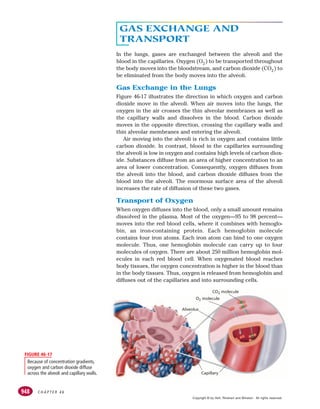 C H A P T E R 4 6
948
Alveolus
O2 molecule
CO2 molecule
Capillary
Because of concentration gradients,
oxygen and carbon dioxide diffuse
across the alveoli and capillary walls.
FIGURE 46-17
GAS EXCHANGE AND
TRANSPORT
In the lungs, gases are exchanged between the alveoli and the
blood in the capillaries. Oxygen (O2) to be transported throughout
the body moves into the bloodstream, and carbon dioxide (CO2) to
be eliminated from the body moves into the alveoli.
Gas Exchange in the Lungs
Figure 46-17 illustrates the direction in which oxygen and carbon
dioxide move in the alveoli. When air moves into the lungs, the
oxygen in the air crosses the thin alveolar membranes as well as
the capillary walls and dissolves in the blood. Carbon dioxide
moves in the opposite direction, crossing the capillary walls and
thin alveolar membranes and entering the alveoli.
Air moving into the alveoli is rich in oxygen and contains little
carbon dioxide. In contrast, blood in the capillaries surrounding
the alveoli is low in oxygen and contains high levels of carbon diox-
ide. Substances diffuse from an area of higher concentration to an
area of lower concentration. Consequently, oxygen diffuses from
the alveoli into the blood, and carbon dioxide diffuses from the
blood into the alveoli. The enormous surface area of the alveoli
increases the rate of diffusion of these two gases.
Transport of Oxygen
When oxygen diffuses into the blood, only a small amount remains
dissolved in the plasma. Most of the oxygen—95 to 98 percent—
moves into the red blood cells, where it combines with hemoglo-
bin, an iron-containing protein. Each hemoglobin molecule
contains four iron atoms. Each iron atom can bind to one oxygen
molecule. Thus, one hemoglobin molecule can carry up to four
molecules of oxygen. There are about 250 million hemoglobin mol-
ecules in each red blood cell. When oxygenated blood reaches
body tissues, the oxygen concentration is higher in the blood than
in the body tissues. Thus, oxygen is released from hemoglobin and
diffuses out of the capillaries and into surrounding cells.
Copyright © by Holt, Rinehart and Winston. All rights reserved.
 