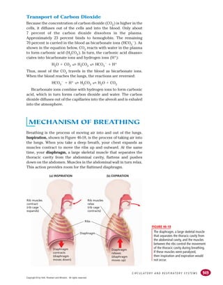 949
C I R C U L AT O R Y A N D R E S P I R AT O R Y S Y S T E M S
(a) INSPIRATION (b) EXPIRATION
Rib muscles
contract
(rib cage
expands)
Rib muscles
relax
(rib cage
contracts)
Ribs
Diaphragm
Diaphragm
relaxes
(diaphragm
moves up)
Diaphragm
contracts
(diaphragm
moves down)
The diaphragm, a large skeletal muscle
that separates the thoracic cavity from
the abdominal cavity, and the muscles
between the ribs control the movement
of the thoracic cavity during breathing.
If these muscles were paralyzed,
then inspiration and expiration would
not occur.
FIGURE 46-18
Transport of Carbon Dioxide
Because the concentration of carbon dioxide (CO2) is higher in the
cells, it diffuses out of the cells and into the blood. Only about
7 percent of the carbon dioxide dissolves in the plasma.
Approximately 23 percent binds to hemoglobin. The remaining
70 percent is carried in the blood as bicarbonate ions (HCO3
!). As
shown in the equation below, CO2 reacts with water in the plasma
to form carbonic acid (H2CO3 ). In turn, the carbonic acid disasso-
ciates into bicarbonate ions and hydrogen ions (H+):
H2O " CO2 ∏ H2CO3 ∏ HCO3
! " H+
Thus, most of the CO2 travels in the blood as bicarbonate ions.
When the blood reaches the lungs, the reactions are reversed:
HCO3
! " H+ ∏ H2CO3 ∏ H2O " CO2
Bicarbonate ions combine with hydrogen ions to form carbonic
acid, which in turn forms carbon dioxide and water. The carbon
dioxide diffuses out of the capillaries into the alveoli and is exhaled
into the atmosphere.
MECHANISM OF BREATHING
Breathing is the process of moving air into and out of the lungs.
Inspiration, shown in Figure 46-18, is the process of taking air into
the lungs. When you take a deep breath, your chest expands as
muscles contract to move the ribs up and outward. At the same
time, your diaphragm, a large skeletal muscle that separates the
thoracic cavity from the abdominal cavity, flattens and pushes
down on the abdomen. Muscles in the abdominal wall in turn relax.
This action provides room for the flattened diaphragm.
Copyright © by Holt, Rinehart and Winston. All rights reserved.
 