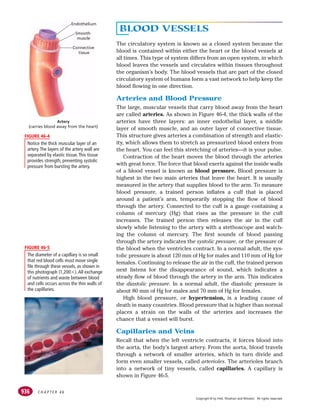 C H A P T E R 4 6
936
BLOOD VESSELS
The circulatory system is known as a closed system because the
blood is contained within either the heart or the blood vessels at
all times. This type of system differs from an open system, in which
blood leaves the vessels and circulates within tissues throughout
the organism’s body. The blood vessels that are part of the closed
circulatory system of humans form a vast network to help keep the
blood flowing in one direction.
Arteries and Blood Pressure
The large, muscular vessels that carry blood away from the heart
are called arteries. As shown in Figure 46-4, the thick walls of the
arteries have three layers: an inner endothelial layer, a middle
layer of smooth muscle, and an outer layer of connective tissue.
This structure gives arteries a combination of strength and elastic-
ity, which allows them to stretch as pressurized blood enters from
the heart. You can feel this stretching of arteries—it is your pulse.
Contraction of the heart moves the blood through the arteries
with great force. The force that blood exerts against the inside walls
of a blood vessel is known as blood pressure. Blood pressure is
highest in the two main arteries that leave the heart. It is usually
measured in the artery that supplies blood to the arm. To measure
blood pressure, a trained person inflates a cuff that is placed
around a patient’s arm, temporarily stopping the flow of blood
through the artery. Connected to the cuff is a gauge containing a
column of mercury (Hg) that rises as the pressure in the cuff
increases. The trained person then releases the air in the cuff
slowly while listening to the artery with a stethoscope and watch-
ing the column of mercury. The first sounds of blood passing
through the artery indicates the systolic pressure, or the pressure of
the blood when the ventricles contract. In a normal adult, the sys-
tolic pressure is about 120 mm of Hg for males and 110 mm of Hg for
females. Continuing to release the air in the cuff, the trained person
next listens for the disappearance of sound, which indicates a
steady flow of blood through the artery in the arm. This indicates
the diastolic pressure. In a normal adult, the diastolic pressure is
about 80 mm of Hg for males and 70 mm of Hg for females.
High blood pressure, or hypertension, is a leading cause of
death in many countries. Blood pressure that is higher than normal
places a strain on the walls of the arteries and increases the
chance that a vessel will burst.
Capillaries and Veins
Recall that when the left ventricle contracts, it forces blood into
the aorta, the body’s largest artery. From the aorta, blood travels
through a network of smaller arteries, which in turn divide and
form even smaller vessels, called arterioles. The arterioles branch
into a network of tiny vessels, called capillaries. A capillary is
shown in Figure 46-5.
Endothelium
Smooth
muscle
Connective
tissue
Artery
(carries blood away from the heart)
Notice the thick muscular layer of an
artery.The layers of the artery wall are
separated by elastic tissue.This tissue
provides strength, preventing systolic
pressure from bursting the artery.
FIGURE 46-4
The diameter of a capillary is so small
that red blood cells must move single
file through these vessels, as shown in
this photograph (1,200!).All exchange
of nutrients and waste between blood
and cells occurs across the thin walls of
the capillaries.
FIGURE 46-5
Copyright © by Holt, Rinehart and Winston. All rights reserved.
 