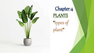 Chapter-4
PLANTS
*types of
plant*
 