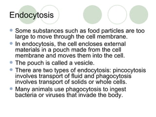 Endocytosis Some substances such as food particles are too large to move through the cell membrane. In endocytosis, the cell encloses external materials in a pouch made from the cell membrane and moves them into the cell. The pouch is called a vesicle. There are two types of endocytosis: pincocytosis involves transport of fluid and phagocytosis involves transport of solids or whole cells. Many animals use phagocytosis to ingest bacteria or viruses that invade the body. 