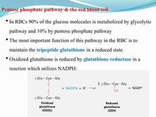 chapter -5.pptx presentation of intermediated metabolism | PPTX