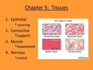 Chapter 5: Tissues
1. Epithelial
     * covering
2. Connective
     *support
3. Muscle
     *movement
4. Nervous
     *control
 