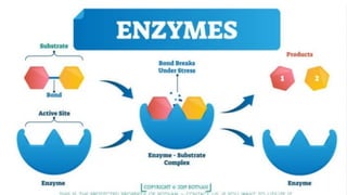 Chapter - 5 enzymes. PowerPoint presentation PDF. | PDF