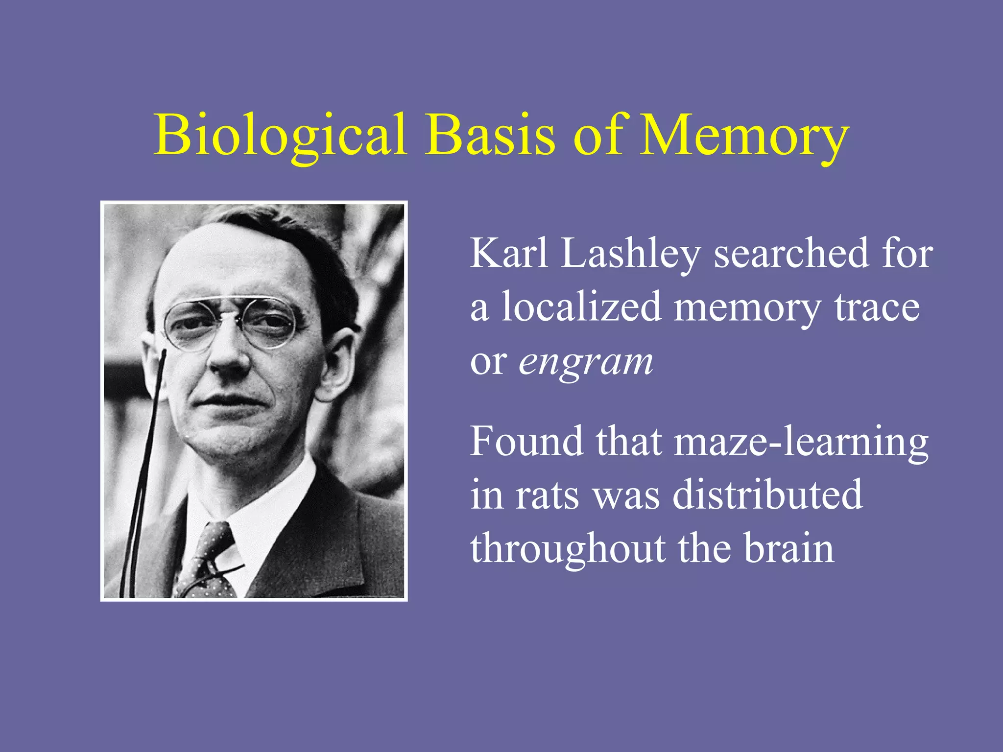 Biological Basis of Memory Karl Lashley searched for a localized memory trace or  engram Found that maze-learning in rats was distributed throughout the brain 