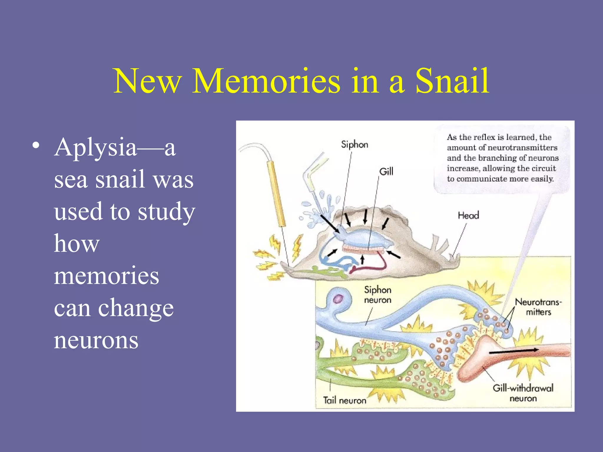New Memories in a Snail Aplysia—a sea snail was used to study how memories can change neurons 