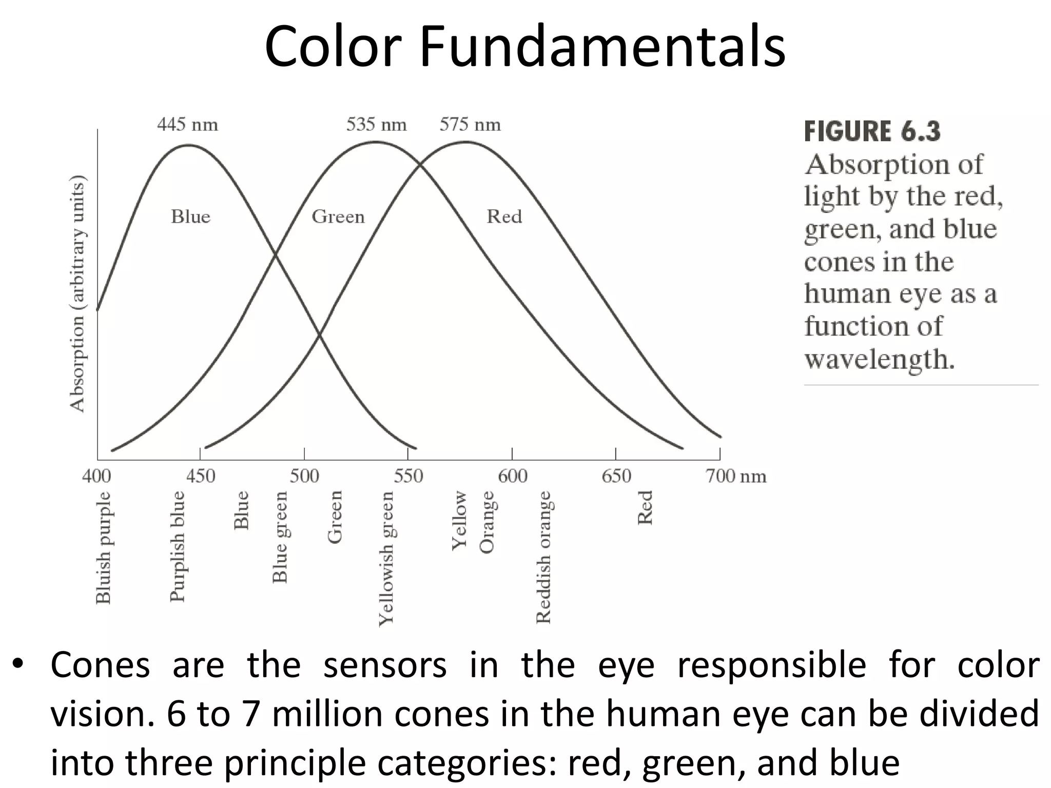 Color Fundamentals
• Cones are the sensors in the eye responsible for color
vision. 6 to 7 million cones in the human eye can be divided
into three principle categories: red, green, and blue
 