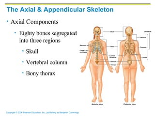 The Axial & Appendicular Skeleton ,[object Object],[object Object],[object Object],[object Object],[object Object]