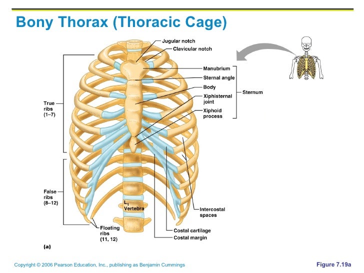 thoracic cage diagram chapter 7 thoracic cage diagram chapter 7