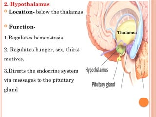 Hunger System nervous system ppt for 11th std students | PPTX