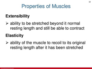 CHAPTER-7-MUSCULAR-SYSTEM.pdf