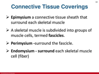 CHAPTER-7-MUSCULAR-SYSTEM.pdf
