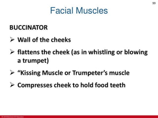 CHAPTER-7-MUSCULAR-SYSTEM.pdf