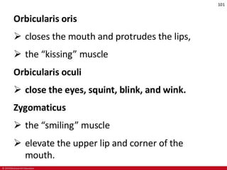 CHAPTER-7-MUSCULAR-SYSTEM.pdf