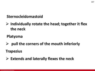 CHAPTER-7-MUSCULAR-SYSTEM.pdf