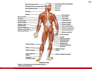 CHAPTER-7-MUSCULAR-SYSTEM.pdf