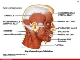 CHAPTER-7-MUSCULAR-SYSTEM.pdf