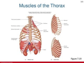 CHAPTER-7-MUSCULAR-SYSTEM.pdf