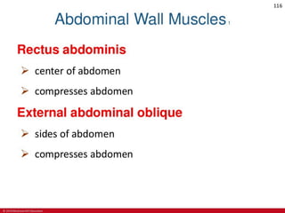 CHAPTER-7-MUSCULAR-SYSTEM.pdf