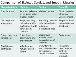CHAPTER-7-MUSCULAR-SYSTEM.pdf